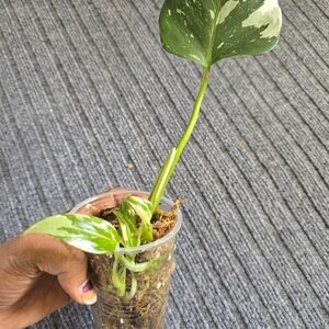 Philodendron White Princess Plant